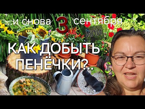 Видео: Супчик с брюквой🍲/Огород ты мой🥬/Пней много не бывает/ОДНА В ДЕРЕВНЕ👱🏼‍♀️