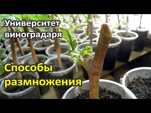 Видео: 15. Способы размножения винограда | Размножение винограда