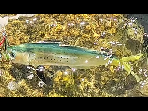 Видео: Золото Ульджина . Морская рыбалка с берега в Южной Корее