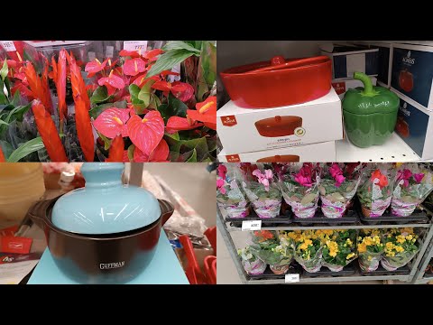 Видео: ОБЗОР КРАСИВЫХ ЦВЕТОВ И ПОСУДЫ В АШАНЕ И ЛЕРУА МЕРЛЕН🪴🌹💐Ростов