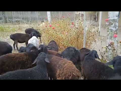 Видео: 05 ноябр стоп фурӯхта шуданд