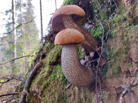 Видео: Грибник попал на поляну подосиновиков! Конец Лета! Август 2023 года.