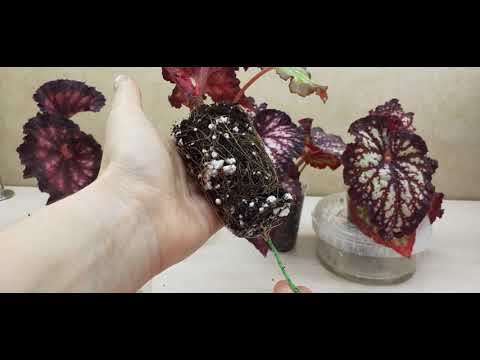 Видео: Результаты эксперимента. Фитильный  и верхний полив для бегоний. 26.11.2021. Месяц спустя.