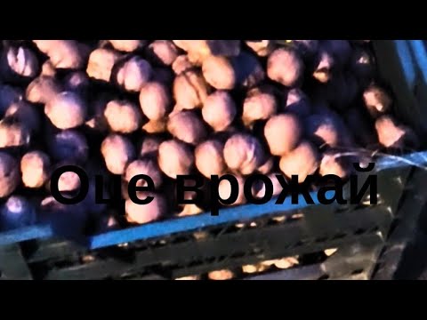 Видео: @Супер урожай горіхів+парна баня