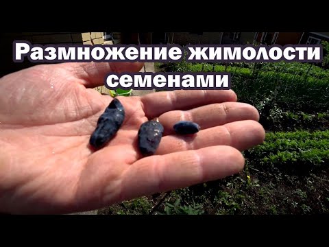 Видео: Размножение жимолости семенами