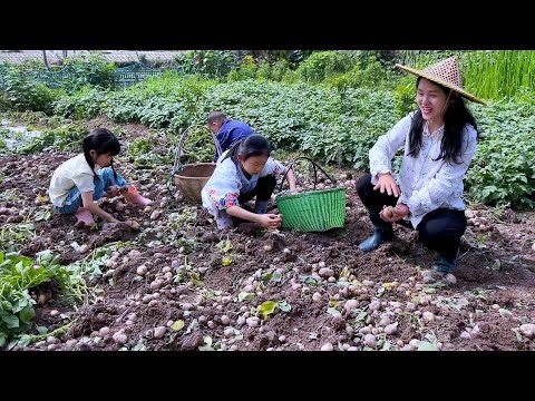 Видео: Урожай картошки небывалый, чипсы сейчас делают, а трое детей спешат их съесть