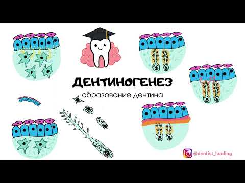 Видео: Развитие зубов (часть 3) | ДЕНТИНОГЕНЕЗ