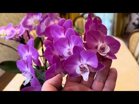 Видео: МОИ НЕ «модные» 🥹и не « популярные»ОРХИДЕИ 😜( орхидейный мусор) эпизод 1