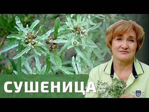 Видео: Сушеница – нет гипертонии!