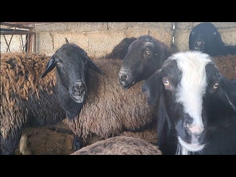 Видео: Қой бордақылау бизнесыне мәліметтер