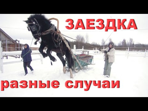 Видео: Ужасы. Реальные случаи при заездке разных лошадей в упряжь.