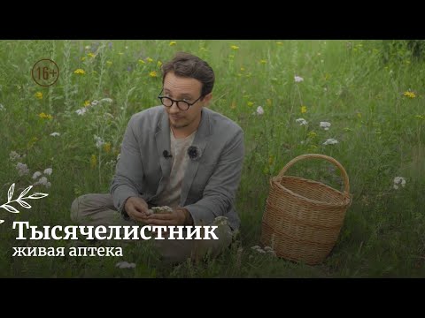Видео: ТЫСЯЧЕЛИСТНИК при растройствах пищеварения // Рецепт масла / Как употреблять / Живая аптека / #2