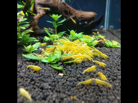 Видео: Аквариумные креветки. Креветки желтый неон, родились малыши. Разведение и содержание креветок.