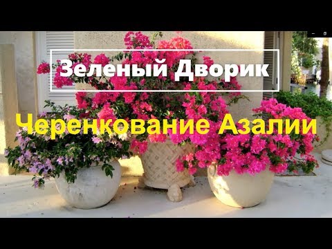 Видео: Черенкование Азалии