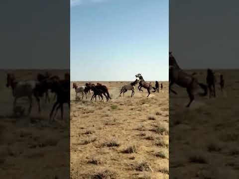 Видео: Жекпе-жек!! Байсары Дөнен айғыр жеңді 7 жасар айғырды..