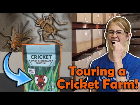 Видео: Экскурсия на сверчковую ферму!