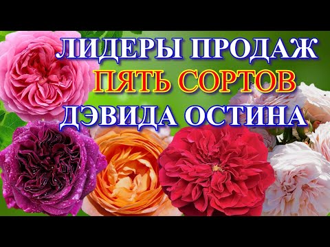 Видео: Лидеры продаж. Пять сортов роз Дэвида Остина.