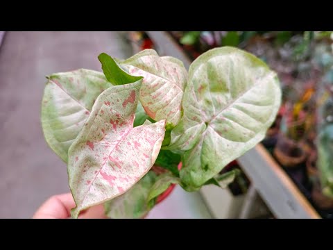 Видео: 🍂🌸ЛЕМАНА ПРО🍂ОБЗОР ЦВЕТОВ 🌸сентябрь 2025