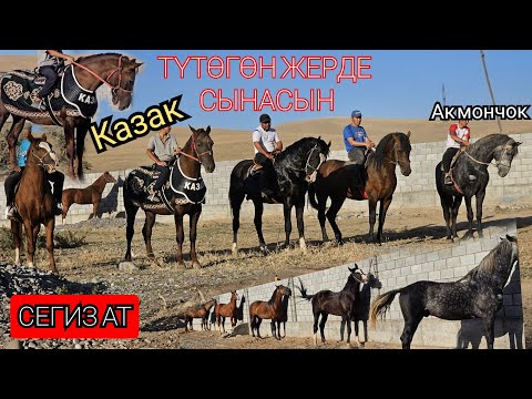 Видео: түтөгөн жерде турган АТТАР БАР 😱КАЗАК жоон ат Болот акеден көрдүк