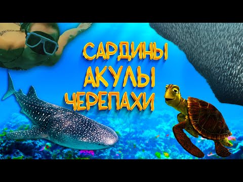 Видео: Филиппины 2025 | Снорклинг на Филлипинах | Китовые акулы и сардины | Себу Филлипины | Моалбоал