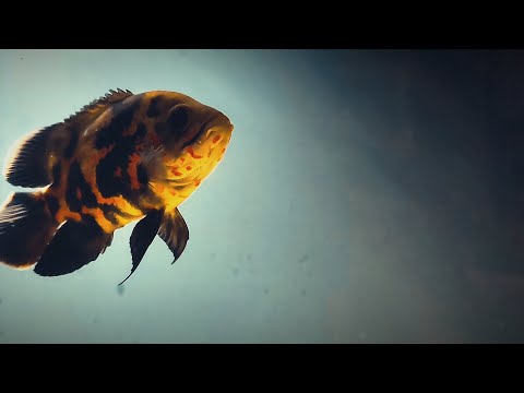 Видео: Аквариум. Астронотусы . Винная цихлазома.