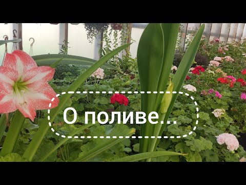 Видео: Как готовлю растения к зиме. Полив.