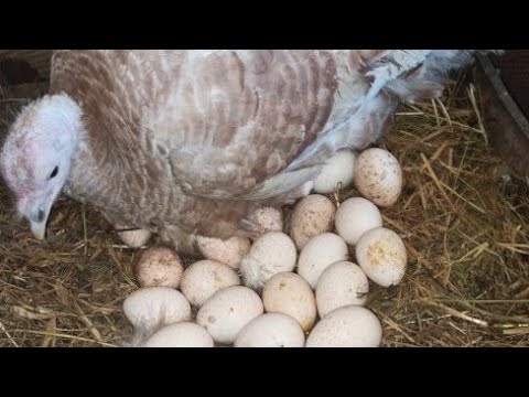 Видео: Индюклар якинда Она булишади😍😍Огаротда иш кизгин бошланиб кетди.