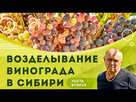 Видео: Виноград в Сибири/Часть вторая/Винный погреб, коньяк и домашнее вино