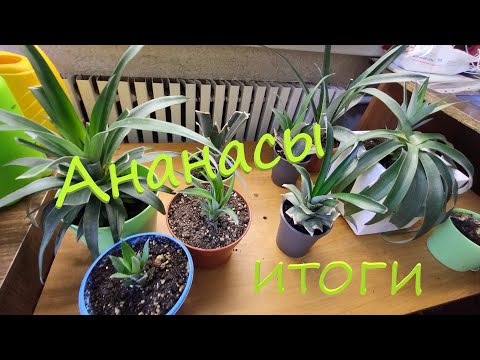 Видео: Ананасы итоги (часть 3)