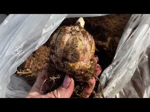 Видео: Вторая поставка луковиц лилий!