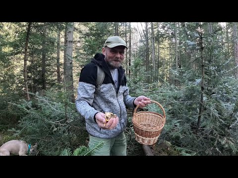 Видео: А кажуть, що ГРИБІВ НЕМАЄ! Не вірили А ТАМ..Косої коси! 09.11.2024