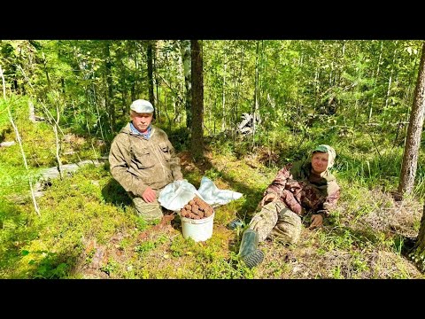 Видео: СБОР ОРЕХА В 2024. С ШИШКОЙ ОПОЗДАЛИ, НО ГРИБОВ В ЛЕСУ ПОЛНО.