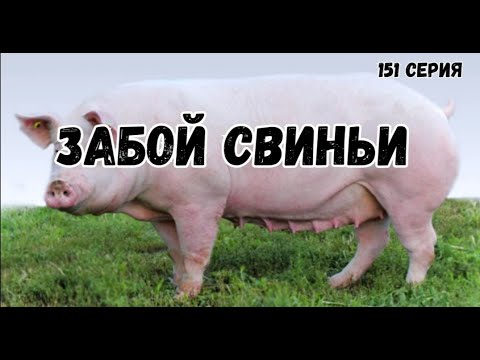 Видео: Забой свиньи .Проблемы в сарае.
