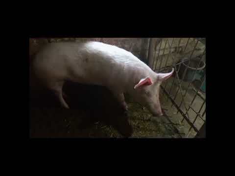 Видео: ПИЩЕВОЕ ОТРАВЛЕНИЕ СВИНЬИ---- ЛЕЧЕНИЕ ЕЕ!