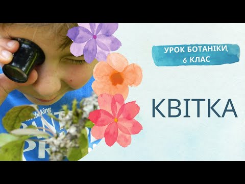Видео: БУДОВА КВІТКИ. ПРОЗОРІ ПЕЛЮСТКИ. НАЙДОРОЖЧІ ПРИЙМОЧКИ У СВІТІ. НАВЧАЛЬНЕ ВІДЕО