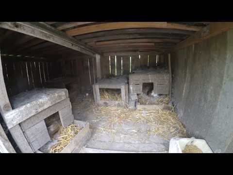 Видео: Утки-шипуны, наши первые утята.  РАЗВЕДЕНИЕ УТОК.