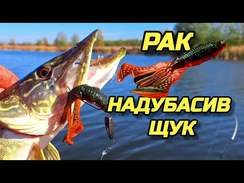 Видео: ✅️📣🦞РАК НАДУБАСИВ ЩУК🐟🐟🐟📣✅️