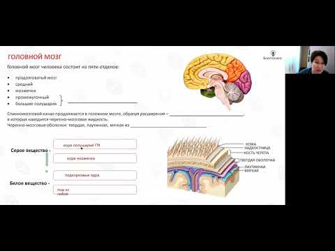 Видео: Лекция 40  Головной мозг