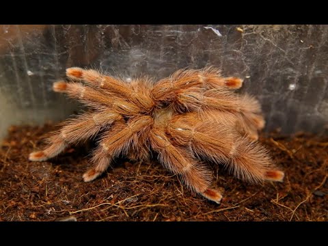 Видео: Разведение Tapinauchenius gigas (Pseudoclamoris gigas ) Естественная инкубация.