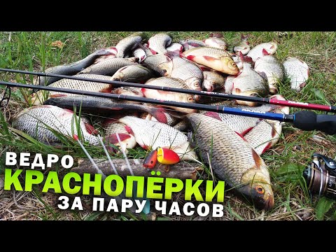 Видео: ПОПЛА ПОППЕР, красноперка ДУРЕЕТ и клюёт на каждом забросе / Рыбалка на Днепре