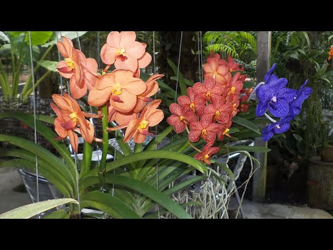 Видео: ПОЛЕЙ орхидеи ЭТИМ! ЦВЕТОНОСЫ проклюнутся ВМИГ, КОРНИ полезут! ЭЛИКСИР ПРОБУЖДАЮЩИЙ ОРХИДЕИ
