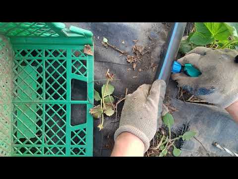 Видео: Наладить капельный полив, нужно тоже уметь,