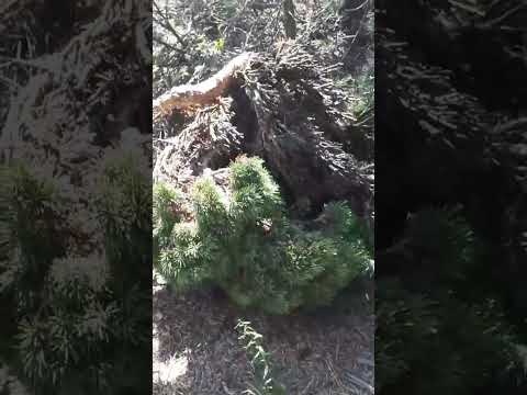 Видео: Две ведьмины метлы на сосне обыкновенной 🧹🤘#coniferoustree #pinussylvestris #лес
