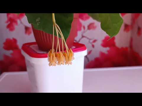 Видео: Hoya Lasiantha первое цветение.