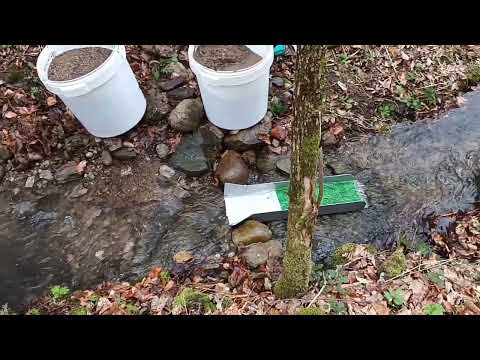 Видео: Дали има злато тук?  Пуснах улей за 3 часа да видим какво ще излезе.