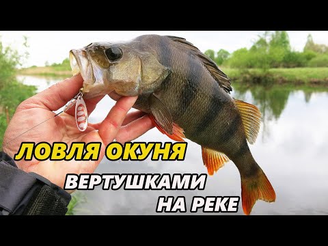 Видео: Ловля окуня вертушками на реке