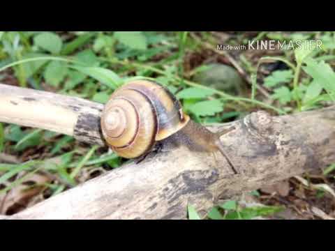 Видео: Приморский край Красноармейский район Глубинное