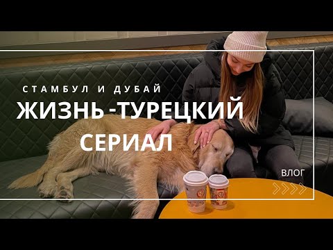 Видео: Подобрала кота с улицы,  что теперь делать? Жизнь в Стамбуле после Дубая