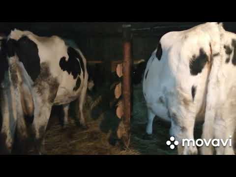 Видео: КУПИЛИ ДВУХ НОВЫХ КОРОВ ГОЛШТИНСКОЙ ПОРОДЫ!