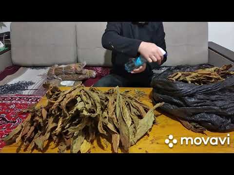 Видео: Черный Боливийский,вершки, думаю будет самый душистый табачек.